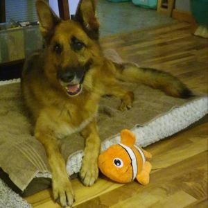 Meet your Posher, Anne